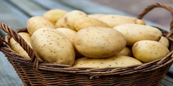 قیمت خرید سیب زمینی شیرین اصفهان با فروش عمده 4
